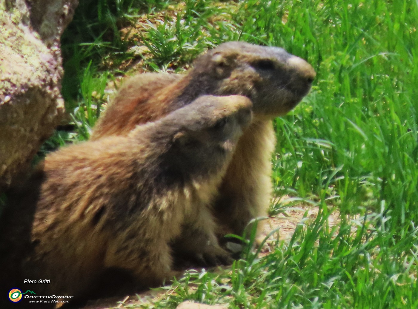 74 Marmotte sulla porta di casa....JPG